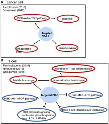 Cell adhesion molecules and immunotherapy in advanced non-small cell lung cancer: Current process and potential application